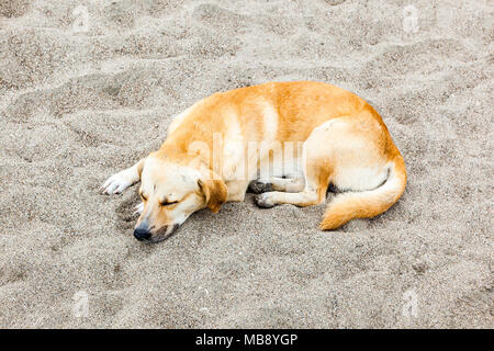 Mongrel Hund stray blond, Liegen am Strand sand Stockfoto
