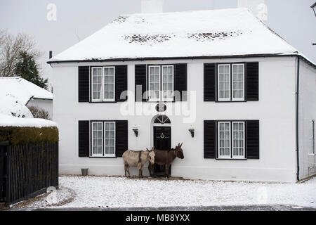 Neue Wald Esel nehmen Tierheim nach einem seltenen Schneefälle in den New Forest National Park. Stockfoto