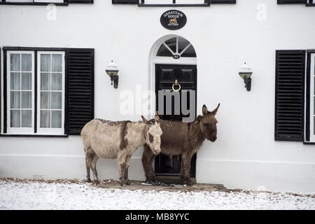 Neue Wald Esel nehmen Tierheim nach einem seltenen Schneefälle in den New Forest National Park. Stockfoto