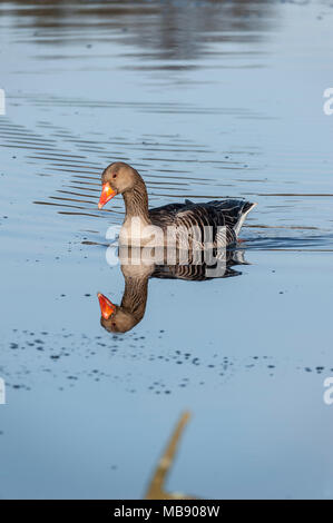 Graugänse, Gosforth Park NR, UK Stockfoto