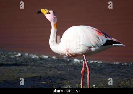 James Flamingo Nahaufnahme. Laguna Colorada. Fauna der Anden Eduardo Avaroa National Reserve. Bolivien Stockfoto