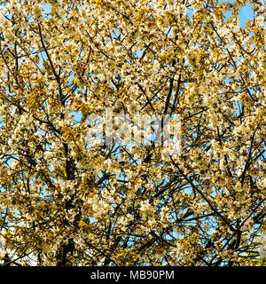 Saisonale weiß Cherry Blossom Tree in voller Blüte Frühling London Stockfoto