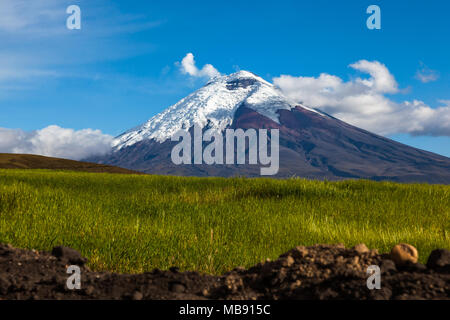 Gerste bebauten Feldern und den Vulkan Cotopaxi im Hintergrund Stockfoto