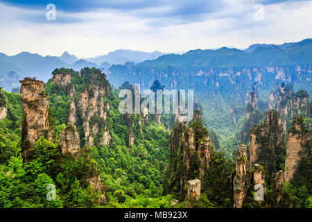 Quarzit Sandstein Säulen und Gipfel mit grünen Bäume und Berge Panorama, Zhangjiajie National Forest Park, Hunan Province, China Stockfoto