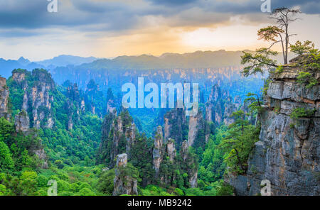 Quarzit Sandstein Säulen und Gipfel mit grünen Bäume und Berge Panorama, Zhangjiajie National Forest Park, Hunan Province, China Stockfoto