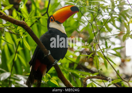 Big Orange billed Toucan auf dem Zweig im Regenwald Foz do Iguazu Wald sitzen, Brasilien Stockfoto