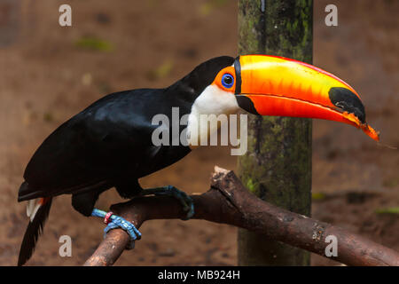 Big Orange billed Toucan auf dem Zweig im Regenwald Foz do Iguazu Wald sitzen, Brasilien Stockfoto