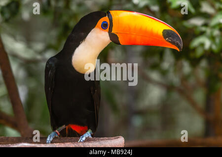 Big Orange billed Toucan auf dem Zweig im Regenwald Foz do Iguazu Wald sitzen, Brasilien Stockfoto