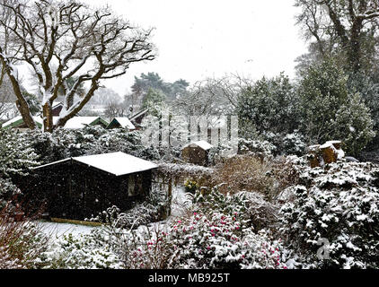 Frühling Schnee Sturm 2018 namens "das Tier aus dem Osten' brachte hebe Frühling Schnee zu suburban Gärten Stockfoto