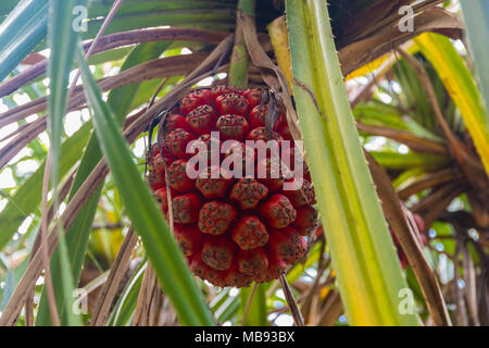 Eine Nahaufnahme eines rote reife Frucht des screwpine (Pandanus odorifer), das ist immer noch auf einem Zweig hängen. In Terengganu, Malaysia übernommen. Stockfoto