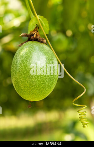 Reif Passion fruit hängen am Baum. Stockfoto