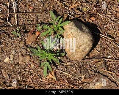 Kleine cannabis Pflanzen auf der Spur im Langtang Nationalpark, Nepal wächst. Stockfoto