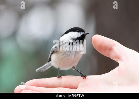 Black-capped chickadee (Poecile atricapillus) an Hand erwartet Essen Stockfoto