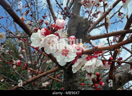 Cherry - Baum Blume Nahaufnahme Stockfoto