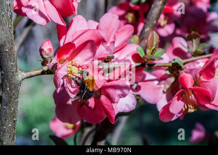Bumblebee Pollen sammeln an einem Frühlingstag von Blume der japanischen Rosen im Garten Stockfoto