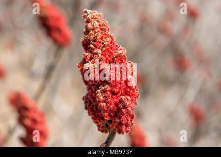 Rhus typhina (Staghorn Sumac) Fruchtkörper Stockfoto