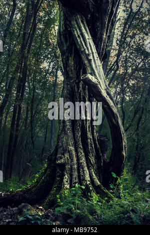 Mystischen Baum auf Frühling im dichten dunklen Wald Stockfoto