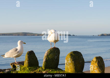 Die Möwen sitzen auf einer Mauer aus Stein mit Blick auf Castle Beach, Tenby, Wales Am frühen Morgen Sonnenschein Stockfoto