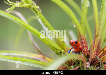 Red Poison Dart Frog - Oophaga pumilio, schöne Rot Blau legged Frog aus Zentral Amerika Wald, Costa Rica. Stockfoto