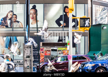 New York City, USA - Oktober 28, 2017: Viele tauben vögel Herde fliegen in Midtown Manhattan, New York City, in der Nähe von Broadway, Columbus Circle closeup, Urban Street r Stockfoto