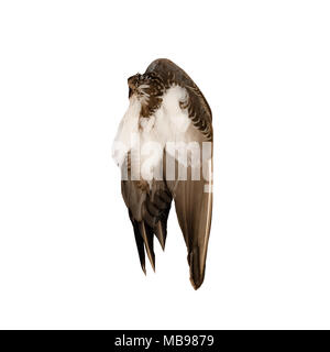 Reale wilde Ente vogel Flügel Engel Braun Weiß Hintergrund Stockfoto