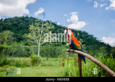 Hellrote Ara im freien Natur Hintergrund ruht auf einem Stick Stockfoto