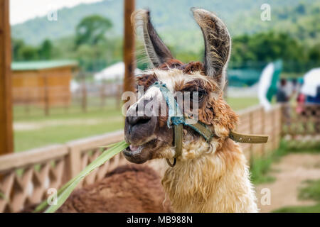 Llama in einem Streichelzoo Zoo Safari Trinidad und Tobago essen Gras Stockfoto