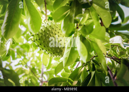 Soursop Frucht am Baum ganze wachsende Karibik Trinidad und Tobago gegen Krebs medizinische Qualitäten Stockfoto