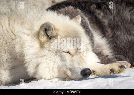 Eine schlafende grauer Wolf (Canis lupus) am Saskatoon Forstwirtschaft Farm Park und Zoo in Saskatoon, Saskatchewan, Kanada. Stockfoto