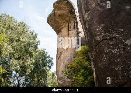 Cobra Haube Cave Rock im Palast Boulder Gärten in Sigiriya, Dambulla, Sri Lanka. Bunte Granit Felsen steigt über die Baumkronen, blaue Wolke Himmel Stockfoto