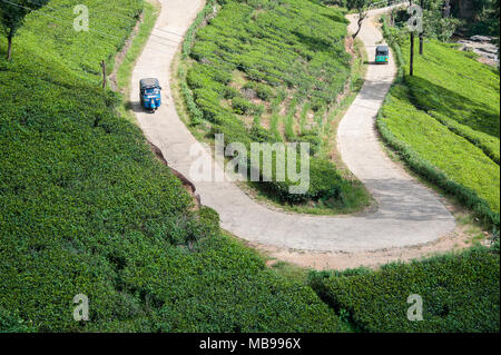 Luftaufnahme von Tuktuk Taxis auf einer Teeplantage, in der Nähe von Nuwara Eliya, Sri Lanka, eine kurvenreiche Straße schlängelt sich durch eine grüne Landschaft Stockfoto