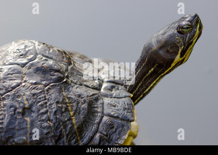 Closeup Portrait von Schildkröte auf einem dunklen Hintergrund Stockfoto