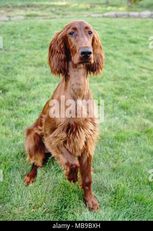 Eine junge Irish Setter Welpen steht, die auf eine Behandlung mit der einen Pfote bis Stockfoto