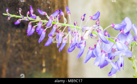 Frühling Blumen Serie, Wisteria trellis Stockfoto