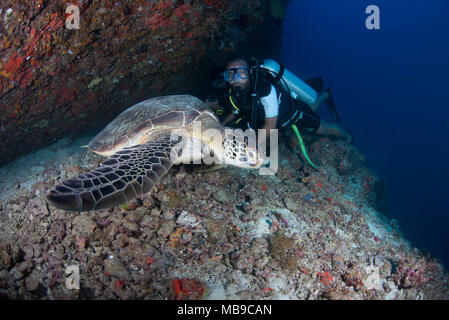 Taucher mit einer riesigen Schildkröte in Malediven Stockfoto