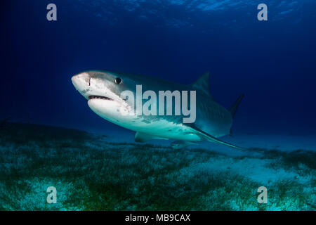 Tiger Shark Bahamas Stockfoto