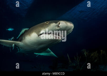 Lemon shark Bahamas Stockfoto