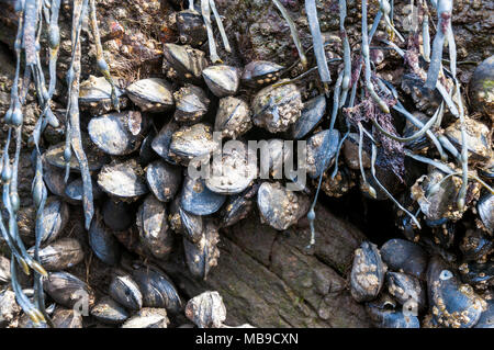 Wild Muscheln Festhalten an Rock und Algen im County Donegal, Irland Stockfoto