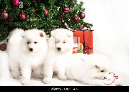 Drei schöne weiße Welpen spielen unter dem Weihnachtsbaum Stockfoto