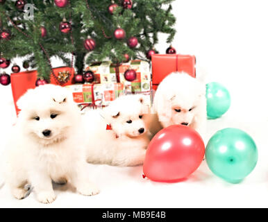 Drei schönen weißen sibirischen Samojeden Welpen spielen unter dem Weihnachtsbaum Stockfoto