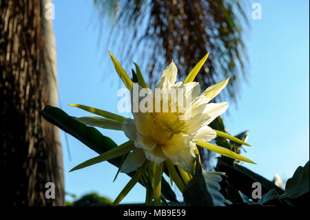 Dragon Fruit Flower (Hylocereus sp) Stockfoto