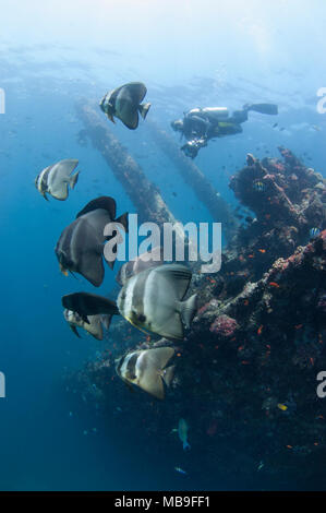 Werft Wrack in Lhaviyani Atoll, Malediven mit einer Schule von Fledermausfischen Stockfoto