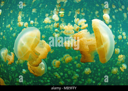 Oder Papua Mastigias jellyfish Quallen (mastigias Papua), Quallen See, Eil Malk Island, Palau, Mikronesien Stockfoto