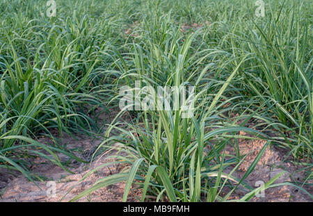 Kleine Zuckerrohr Farm, grün Zucker Bauernhof Feld, Kleine Pflanze Stockfoto