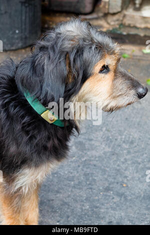 Yorkshire Terrier isolieren auf Hintergrund, Vorderansicht, technische Kosten. Stockfoto