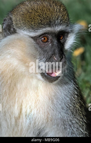 Grivet Monkey (Chlorocebus aethiops) Stockfoto