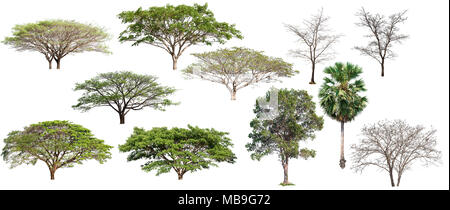Isolierte große Sammlung von Baum auf weißem Hintergrund Stockfoto