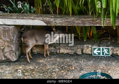 Ein Blue Duiker (Philantomba monticola) versteckt sich unter einer Sitzbank bei Cango Wildlife Ranch Stockfoto