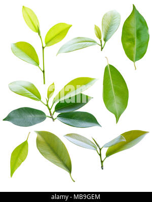 Große Sammlung von grüne Blätter, Blatt Sammlung auf weißem Hintergrund Stockfoto