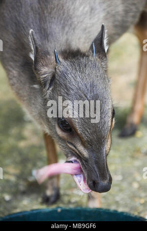 Ein Blue Duiker (Philantomba monticola) mit seiner Zunge heraus, während der Fütterung in der Cango Wildlife Ranch Stockfoto